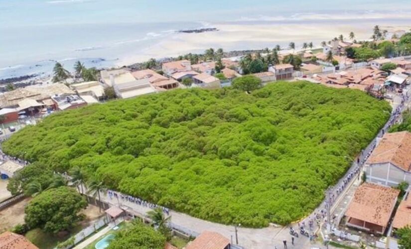 Maior cajueiro do mundo fica no Rio Grande do Norte e atrai turistas de todos os cantos.