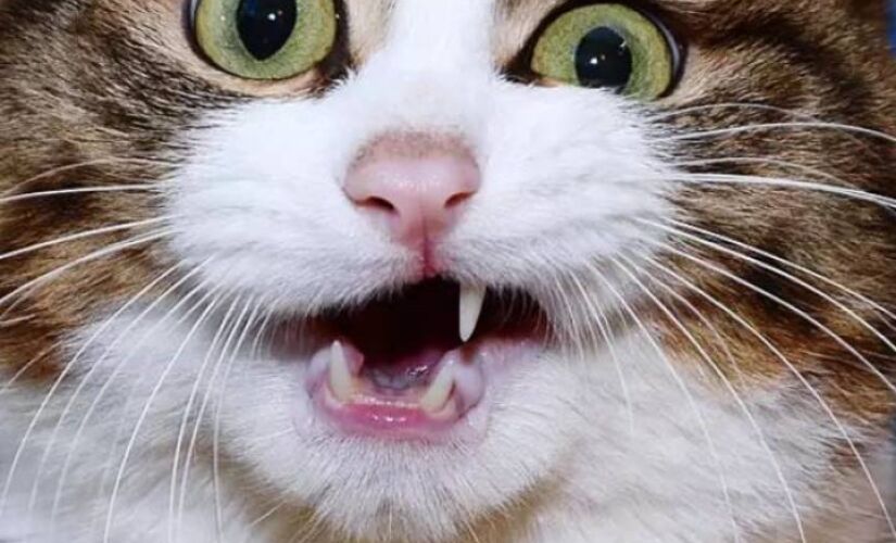 Animal de 11 anos cativa internautas pela sua expressividade
