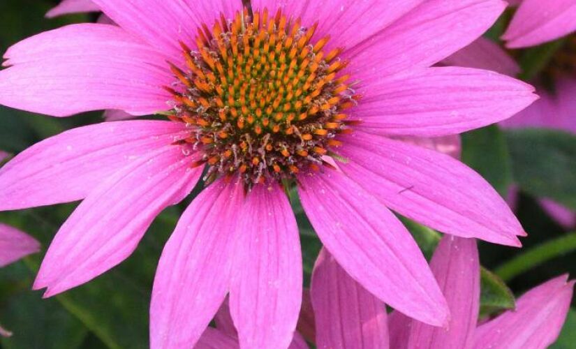 Desde a tradicional rosa até outras plantas menos comuns, diversos nomes são derivados de flores 