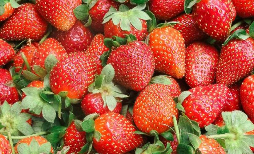 Além da produção de morangos, município é conhecido pelo ecoturismo