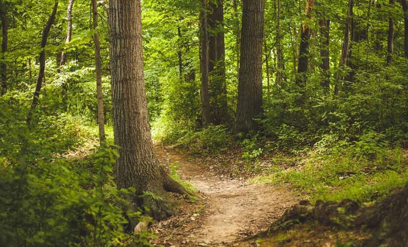 Trilhas são opções de passeio para curtir a natureza