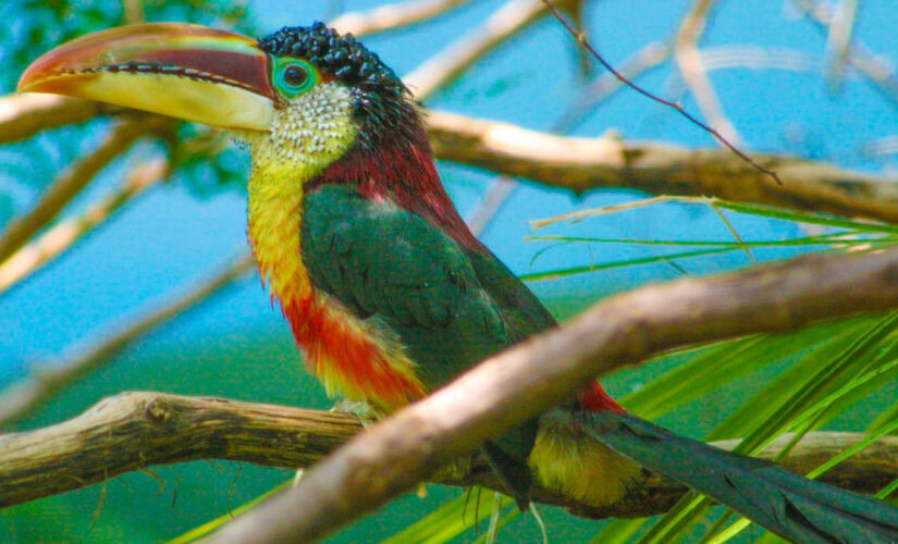 Araçari-mulato parece um tucano só que menor; beleza chama a atenção