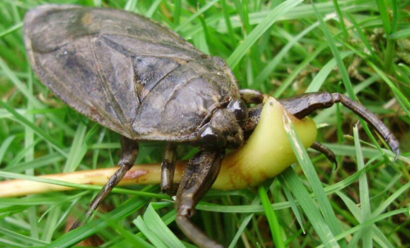 A picada dessa barata pode doer, mas ela não deve matar