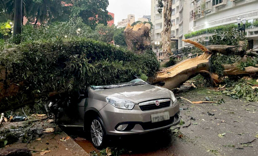 Várias árvores caíram em São Paulo