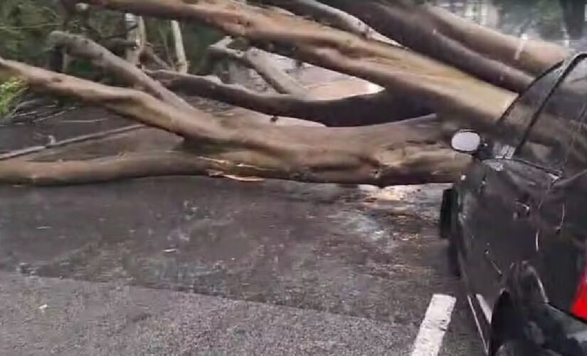Diversas árvores caíram em São Paulo por conta dos ventos fortes