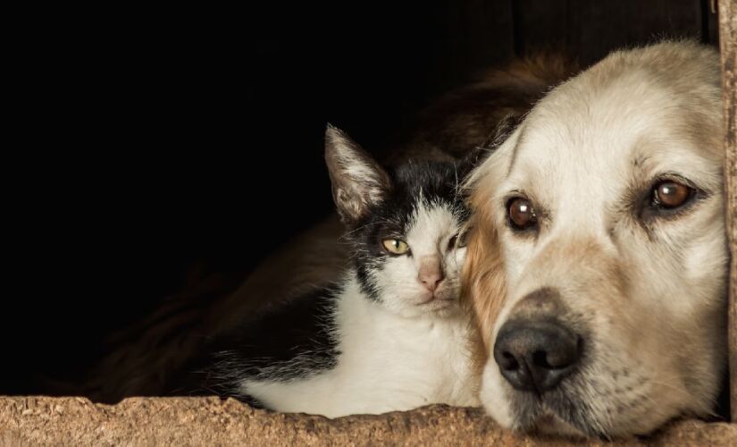 Com os pets fazendo cada vez mais parte das famílias no Brasil, a variação de nomes cresceu