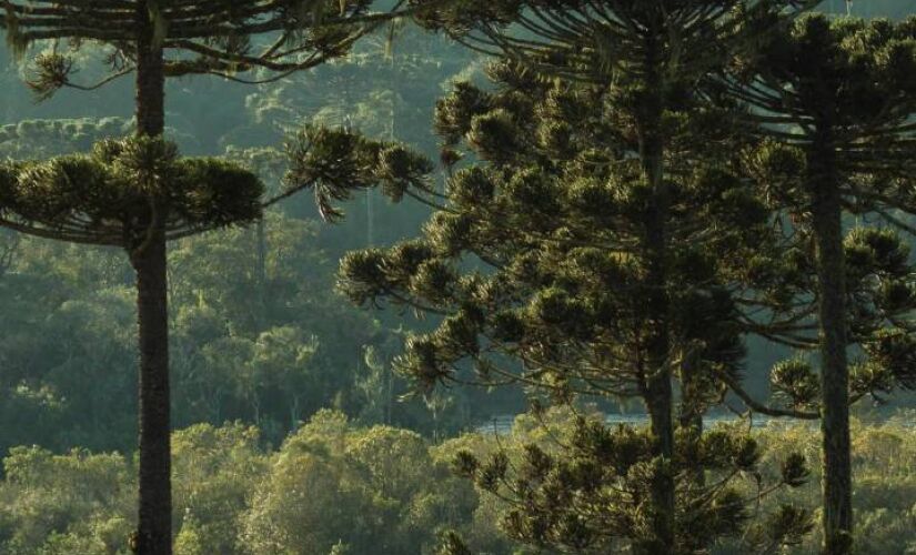 Destino na Serra da Mantiqueira oferece opções para todos os gostos 