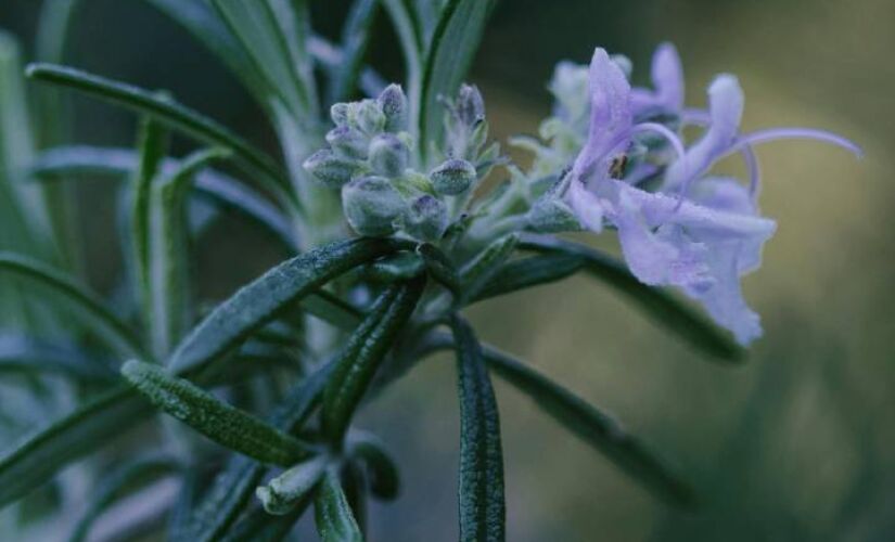 Conhecido por seu aroma marcante e sabor único, planta aumenta o estado de alerta