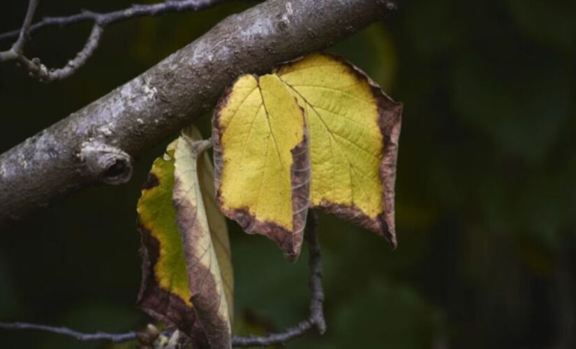 Plantas precisam de equilíbrio para manter as folhas sempre verdes