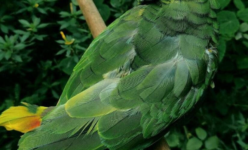 Local tem mais de 70% do seu território coberto pela Mata Atlântica