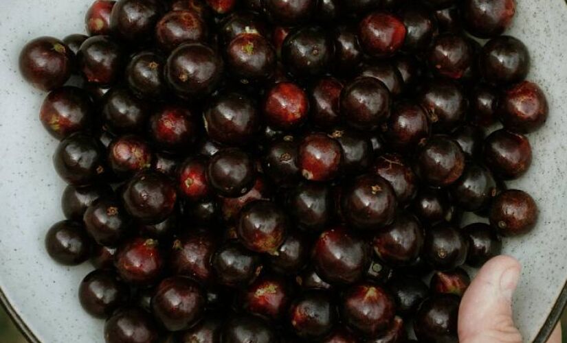 Com cerca de 20 mil habitantes, local possui 42 mil pés de jabuticaba em produção