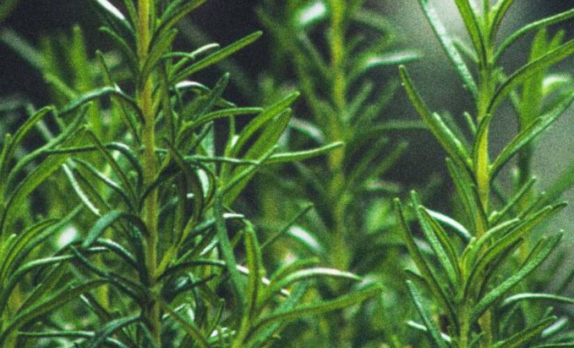 Conhecida por seu aroma marcante e sabor único, planta aumenta o estado de alerta