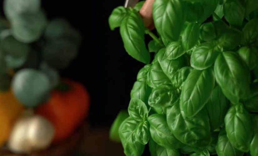 Essa planta já é sucesso na gastronomia, mas também é ótima para afastar insetos