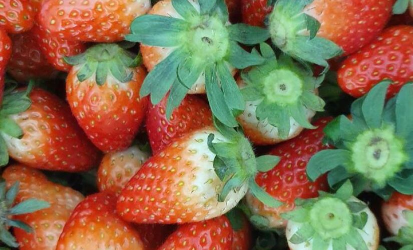 Além da produção de morangos, município é conhecido pelo ecoturismo