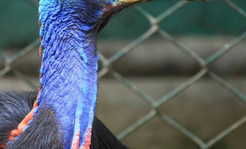 De hábitos solitários, pássaro é do tamanho de uma pessoa
