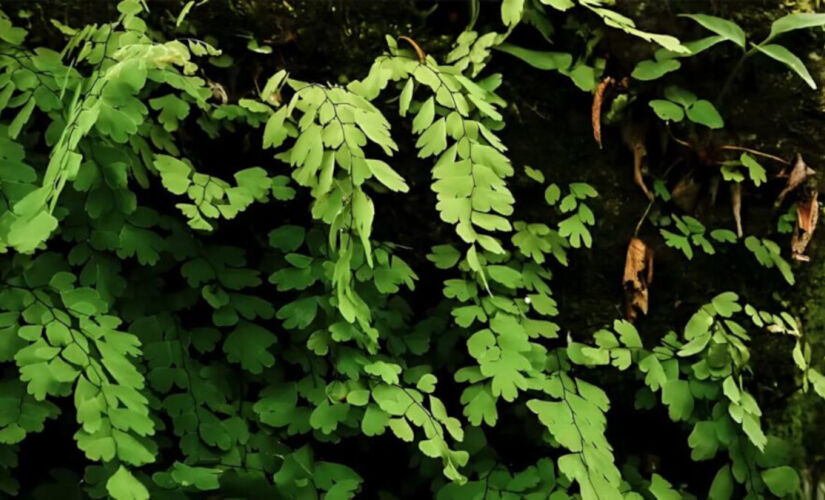 Moringa oleifera; planta é considerada um superalimento