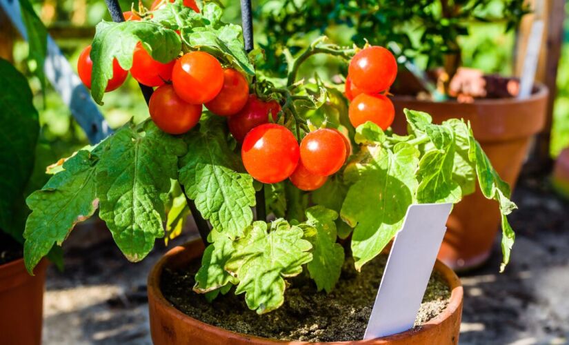 Frutas que exigem pouco espaço e rendem muito em hortas domésticas. 