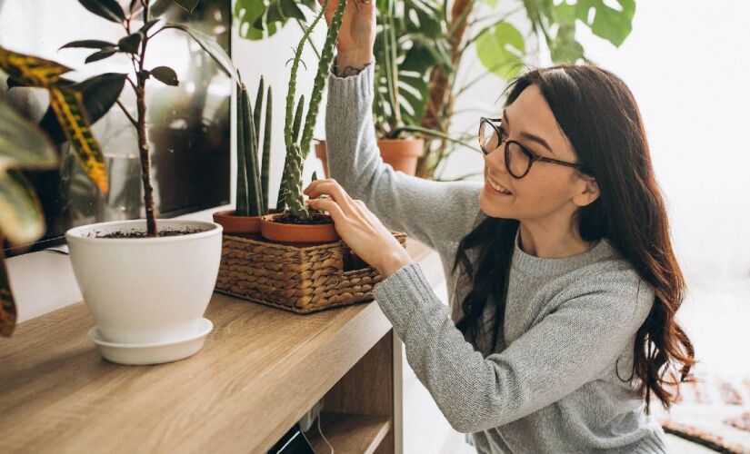 Tendência entre os Millenials, plantas preenchem os apartamentos do Brasil 
