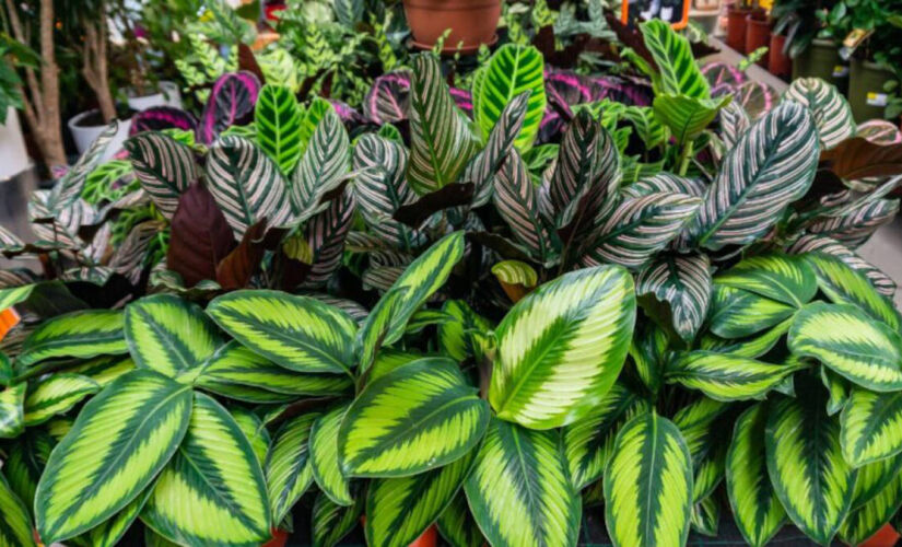 Conheça em detalhes a seleção de plantas