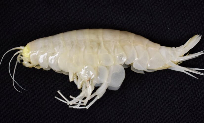 Estudo revela que crustáceo das profundezas, antes considerado raro, está presente em mais da metade dos oceanos do mundo
