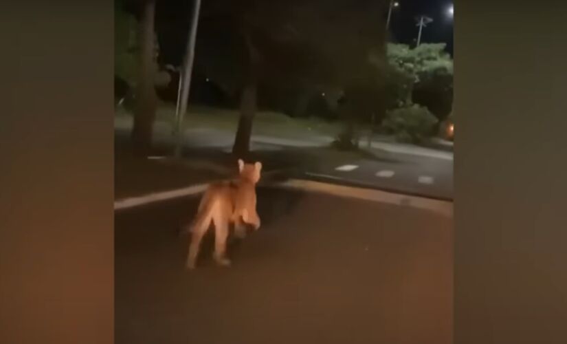 Onça-parda foi flagrada em cidade do interior sul-mato-grossense
