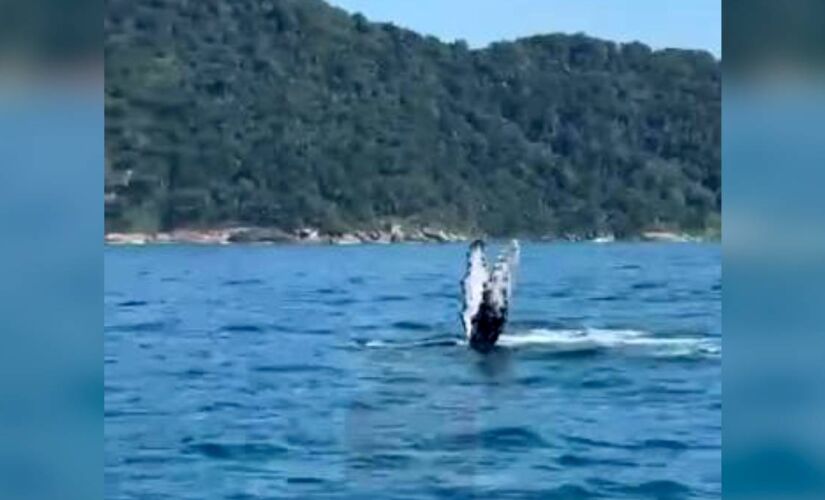 Baleia é vista na praia do Tombo, em Guarujá