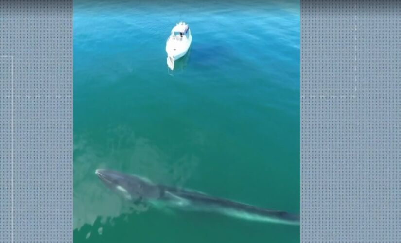Baleia-fin foi flagrada no litoral de Angra dos Reis