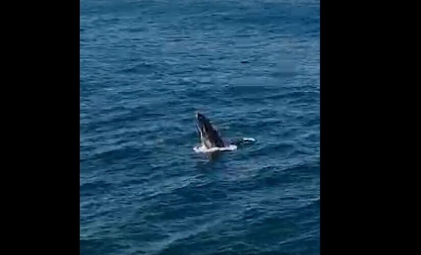 Baleia e golfinhos foram flagradas em Arraial do Cabo