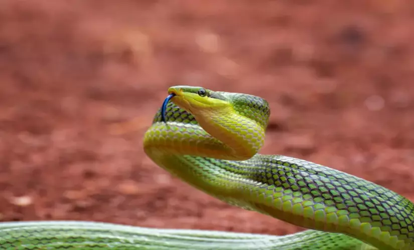 Sumiço de animais pequenos levanta suspeita de predador silencioso