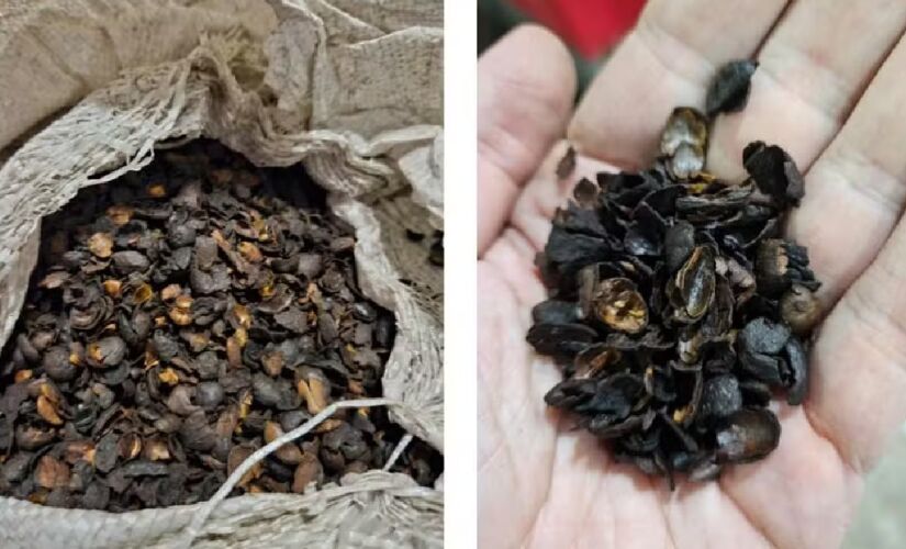 Matérias estranhas e impurezas são encontradas em composição de 'café fake'