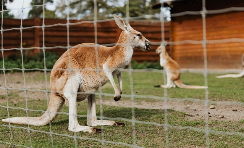 Canguru teria matado homem nos EUA; foto se trata de outro animal