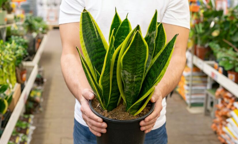 A espada-de-são-jorge é uma das plantas que pode ser cultivada na água