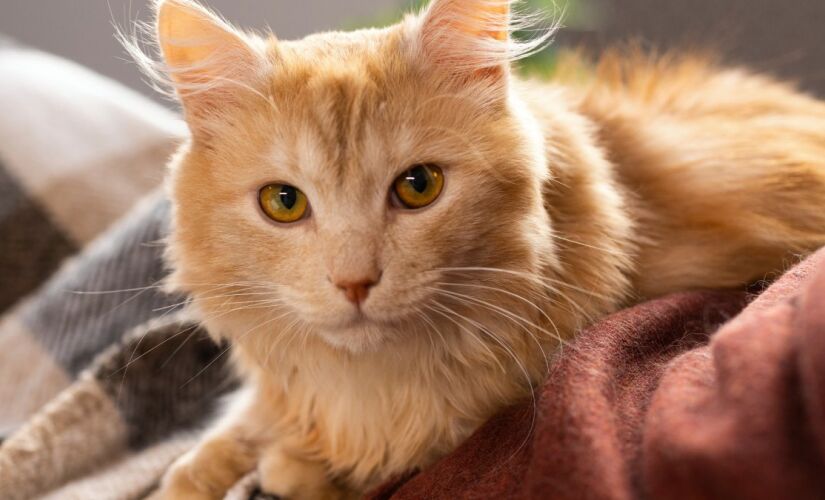 Pelo fator genético, é incomum gatas fêmeas serem totalmente laranjas