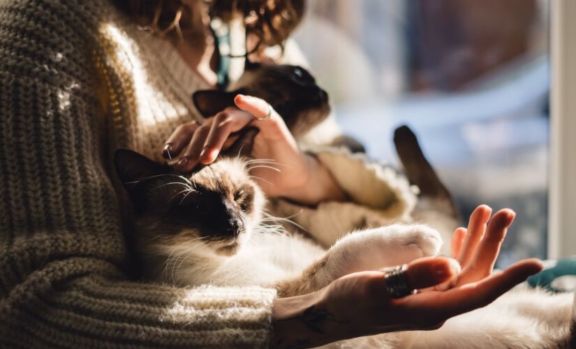 Ter vários gatos em casa pode demonstrar traços psicológicos importantes