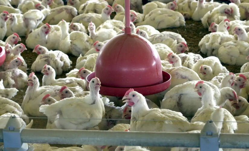 Índice de contaminação do vírus H5N1 em humanos é baixo