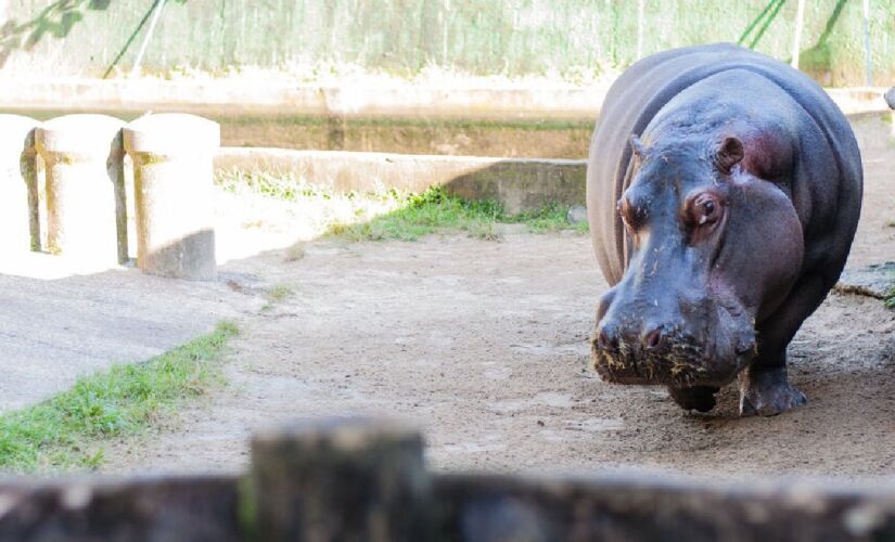 Hipopótamo Ramon deve voltar ao Horto com término das obras
