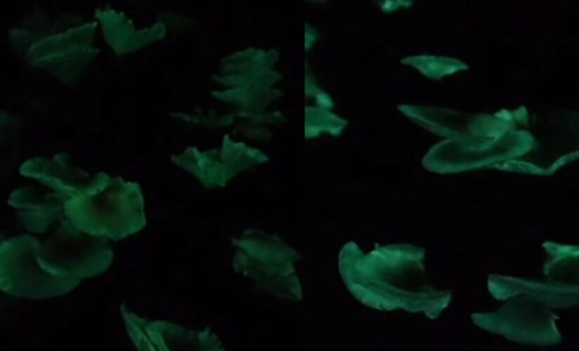 Trilhas vivas e iluminadas por organismos que brilham em completa escuridão