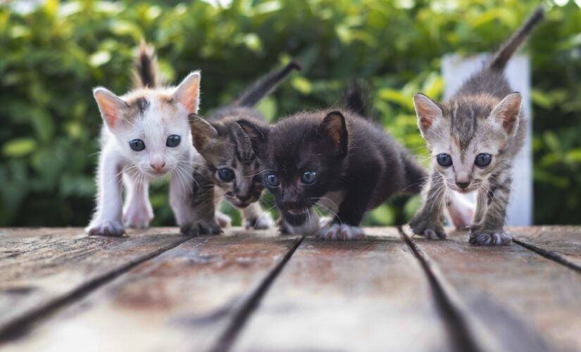 Paixão por gatos em excesso? Psicólogos explicam a relação com solidão e vazio emocional