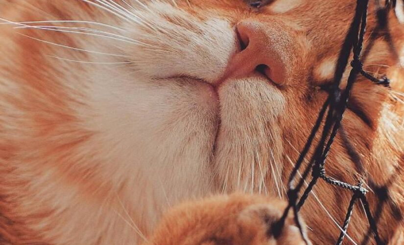 Estudo revela mutação rara que transformou gatos em ícones alaranjados