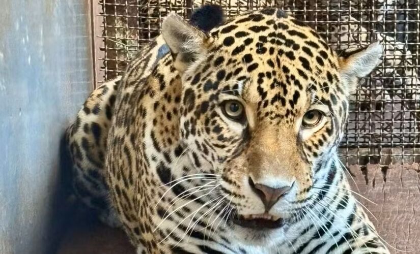 Ruana saiu do Pará e chegou à sua nova casa: o Zoológico de São Paulo