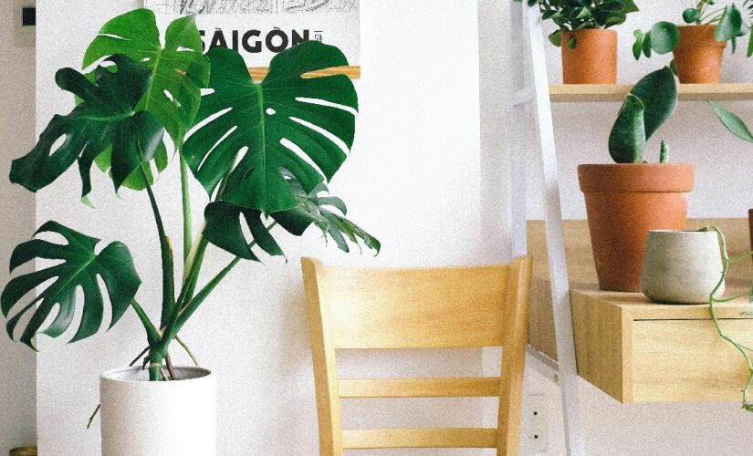 Plantas de apartamento são próprias para receber pouca iluminação. 
