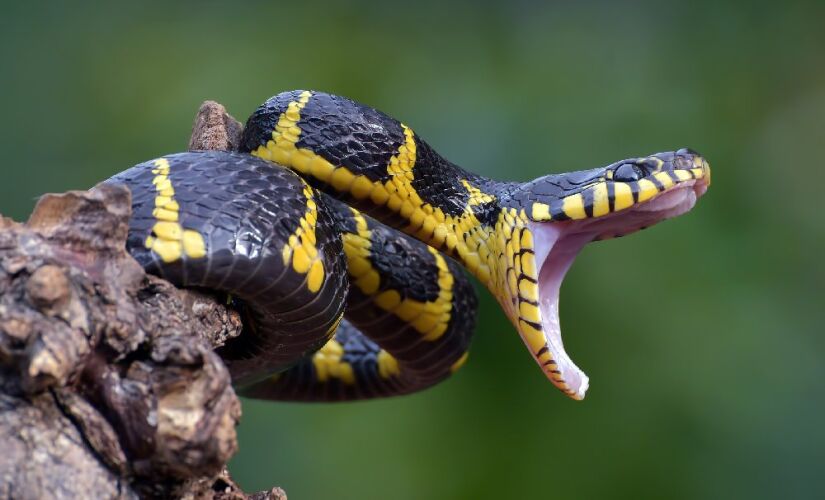 Conheça as cobras mais venenosas do mundo