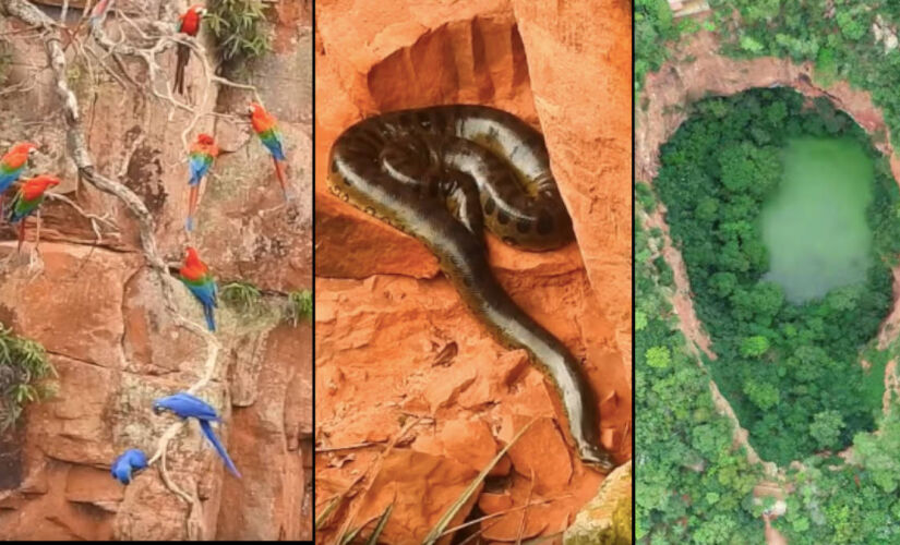 Conheça o santuário natural em Mato Grosso do Sul, joia da biodiversidade brasileira