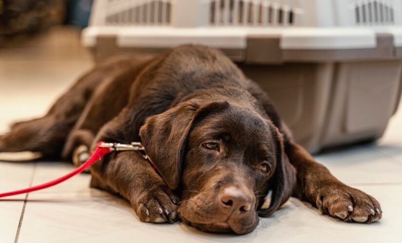 A triste e comovente realidade de cães ao tomarem a eutanásia