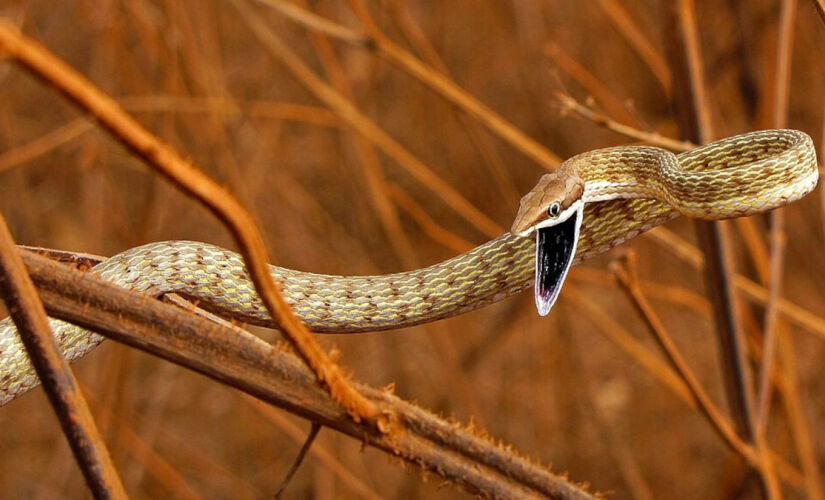 Cobra-cipó é venenosa; descubra se ela pode matar humanos