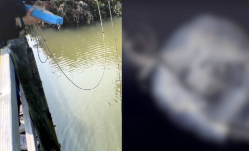 Cientistas revelam água-viva em forma de cubo com visão múltipla encontrada em reserva natural