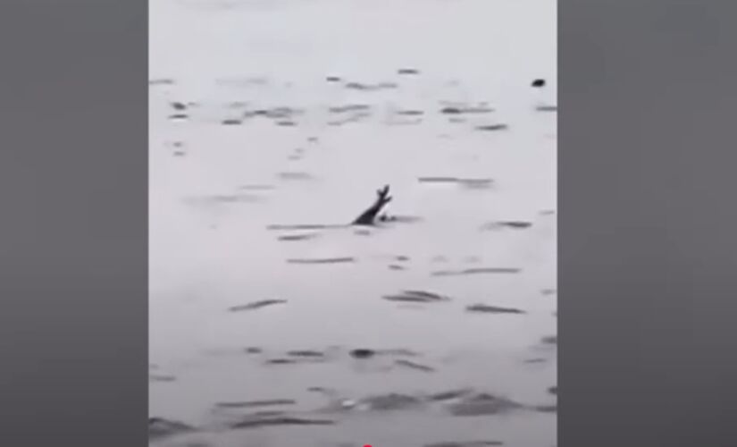 Biólogo desmente vídeo viral de crocodilo que teria fingido se afogar para atacar pessoas