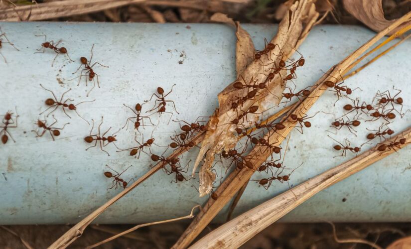 Conheça alguns remédios naturais para eliminar as formigas da sua casa 