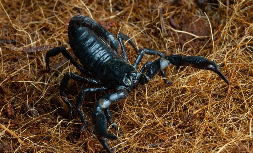 Escorpião adora lugares com muita sujeira