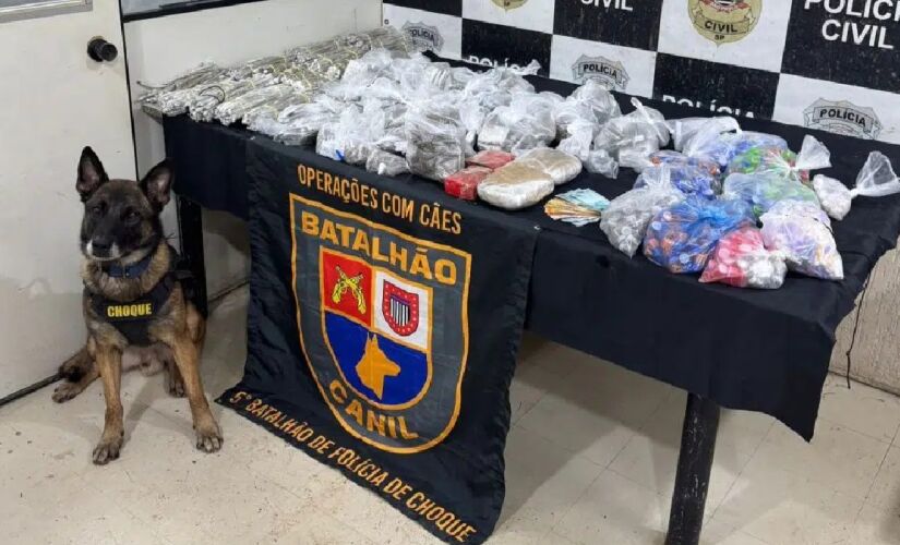 Cachorro sinalizou insistentemente a mesma parede
